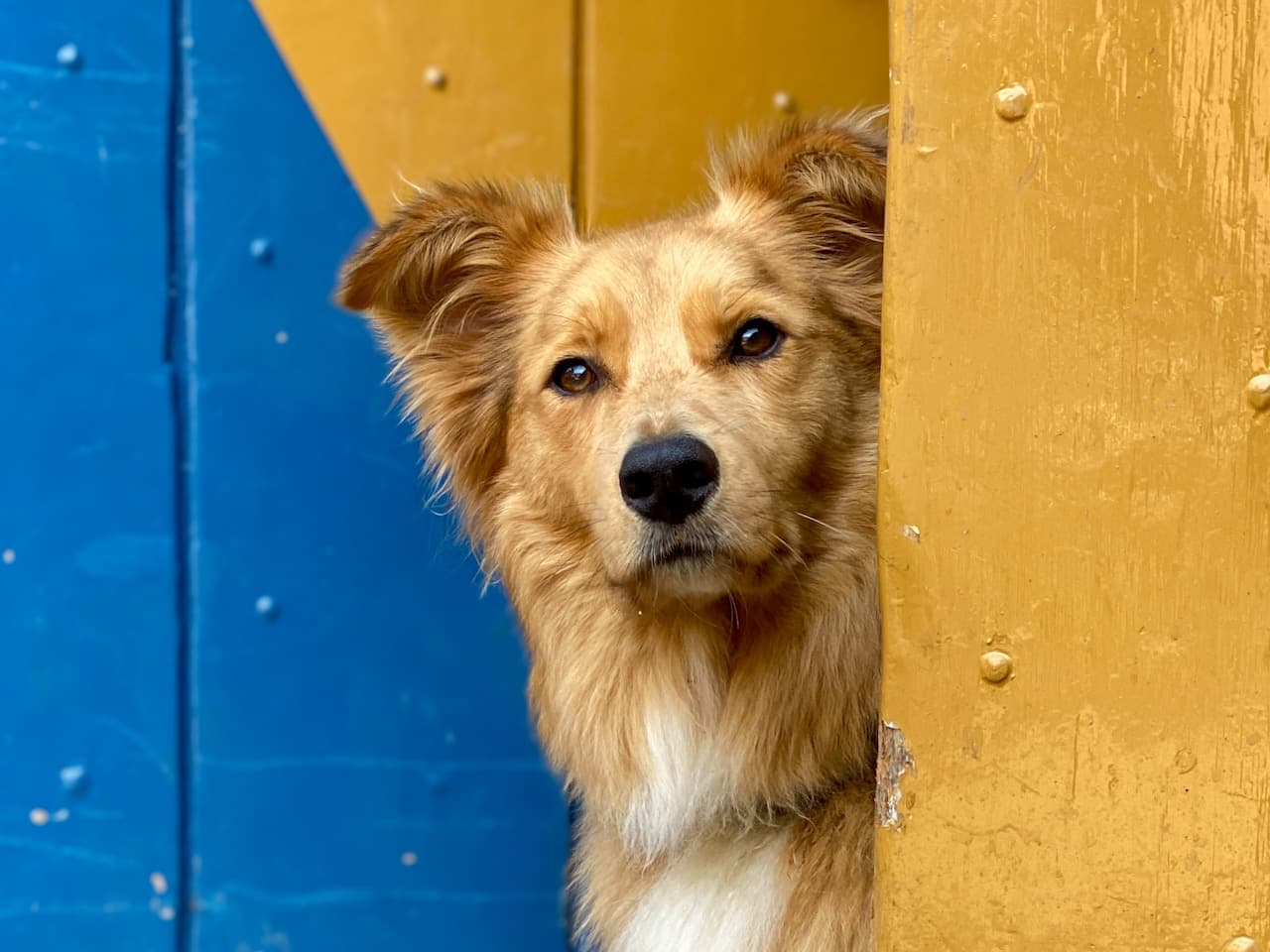 Workshop Smartphone Fotografie Hond