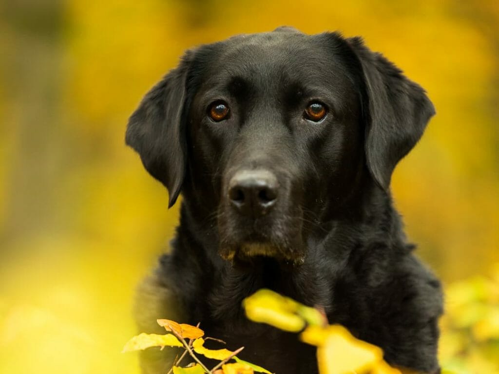 Fotoshoot hond