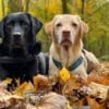 Online Training Hondenfotografie - Mini Cursus Aanbieding Groep