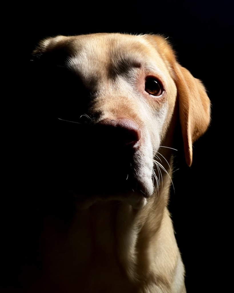 low key foto hond met smartphone split light