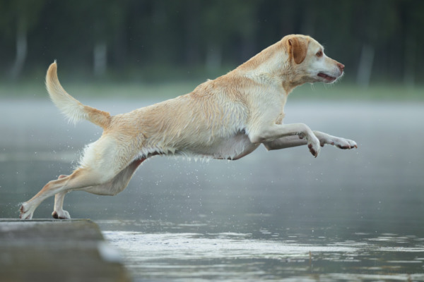 Hondenfotografie hond in actie fotograferen